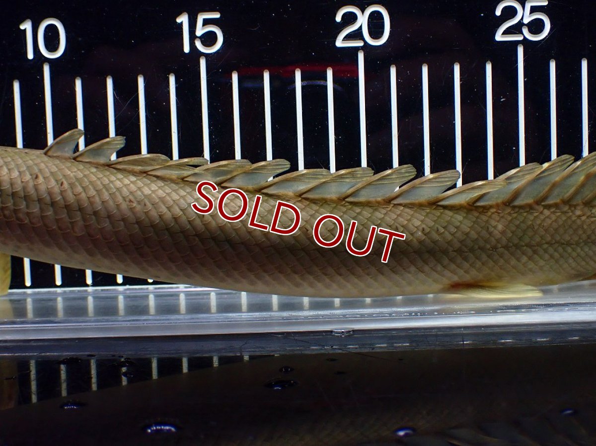 画像3: 【淡水魚】【通販】美個体 特価 No3 ポリプテルス ビキールビキール チャド湖 ワイルド【個体販売】(±31cm)(大型魚)(生体)(熱帯魚)NKO (3)