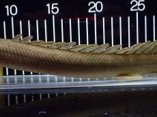 画像3: 【淡水魚】【通販】美個体 特価 No3 ポリプテルス ビキールビキール チャド湖 ワイルド【個体販売】(±31cm)(大型魚)(生体)(熱帯魚)NKO (3)