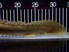 画像4: 【淡水魚】【通販】美個体 特価 No3 ポリプテルス ビキールビキール チャド湖 ワイルド【個体販売】(±31cm)(大型魚)(生体)(熱帯魚)NKO (4)