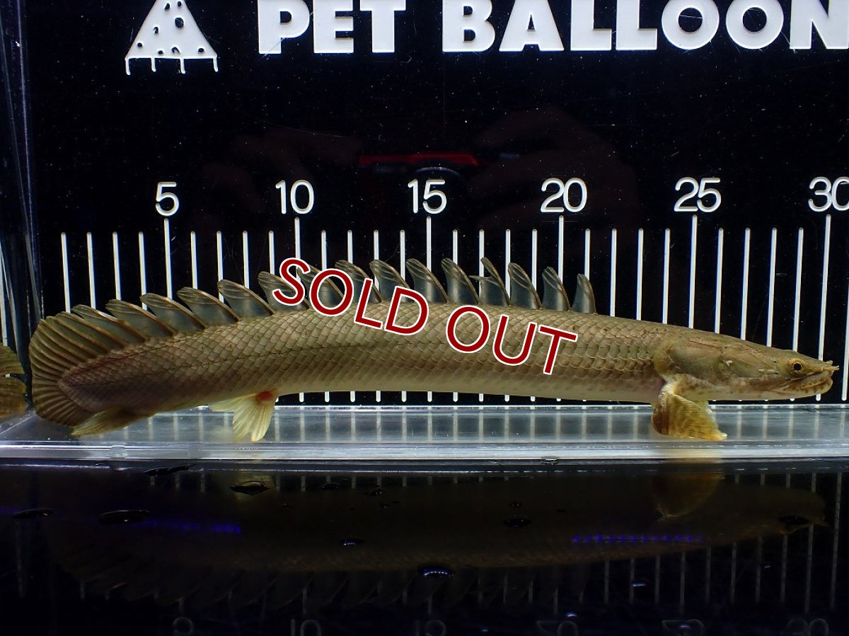 画像5: 【淡水魚】【通販】美個体 特価 No3 ポリプテルス ビキールビキール チャド湖 ワイルド【個体販売】(±31cm)(大型魚)(生体)(熱帯魚)NKO (5)