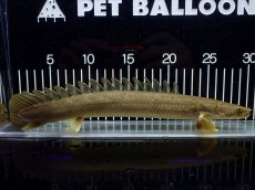 画像5: 【淡水魚】【通販】美個体 特価 No3 ポリプテルス ビキールビキール チャド湖 ワイルド【個体販売】(±31cm)(大型魚)(生体)(熱帯魚)NKO (5)