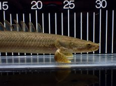 画像6: 【淡水魚】【通販】美個体 特価 No3 ポリプテルス ビキールビキール チャド湖 ワイルド【個体販売】(±31cm)(大型魚)(生体)(熱帯魚)NKO (6)