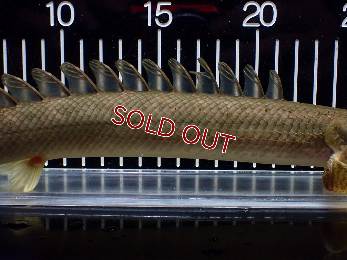 画像7: 【淡水魚】【通販】美個体 特価 No3 ポリプテルス ビキールビキール チャド湖 ワイルド【個体販売】(±31cm)(大型魚)(生体)(熱帯魚)NKO (7)