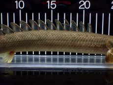 画像7: 【淡水魚】【通販】美個体 特価 No3 ポリプテルス ビキールビキール チャド湖 ワイルド【個体販売】(±31cm)(大型魚)(生体)(熱帯魚)NKO (7)