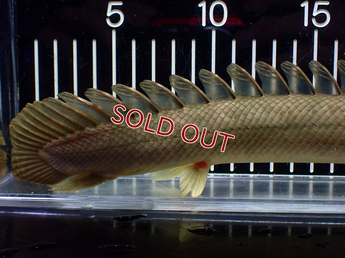 画像8: 【淡水魚】【通販】美個体 特価 No3 ポリプテルス ビキールビキール チャド湖 ワイルド【個体販売】(±31cm)(大型魚)(生体)(熱帯魚)NKO (8)