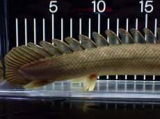 画像8: 【淡水魚】【通販】美個体 特価 No3 ポリプテルス ビキールビキール チャド湖 ワイルド【個体販売】(±31cm)(大型魚)(生体)(熱帯魚)NKO (8)