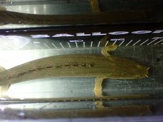 画像9: 【淡水魚】【通販】美個体 特価 No3 ポリプテルス ビキールビキール チャド湖 ワイルド【個体販売】(±31cm)(大型魚)(生体)(熱帯魚)NKO (9)