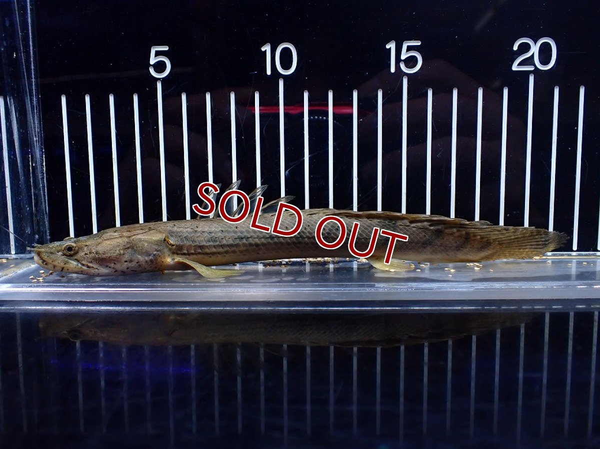 画像1: 【淡水魚】【通販】No1 ポリプテルス コンギクス(ビチャー) ワイルド【個体販売】(±21cm)(大型魚)(生体)(熱帯魚)NKO (1)