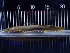 画像1: 【淡水魚】【通販】No1 ポリプテルス コンギクス(ビチャー) ワイルド【個体販売】(±21cm)(大型魚)(生体)(熱帯魚)NKO (1)