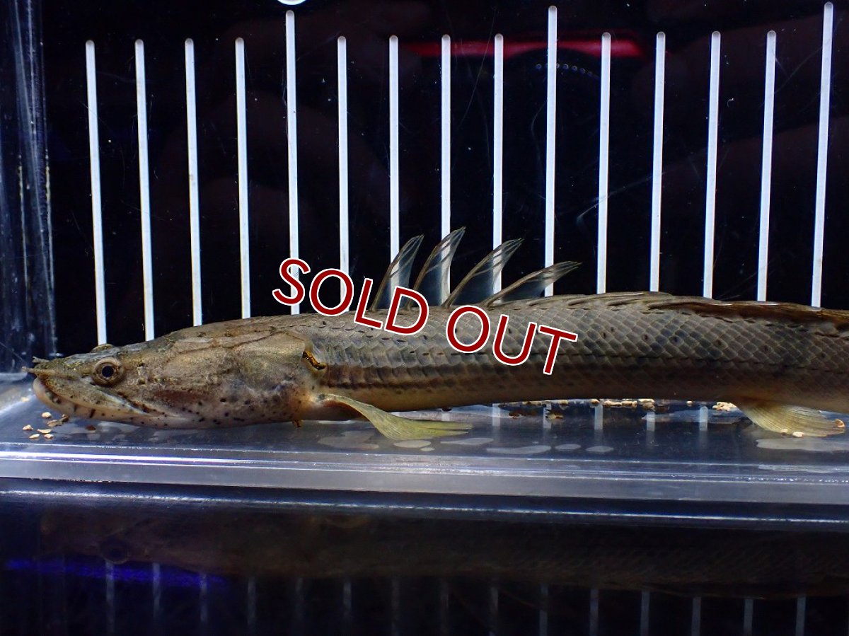 画像2: 【淡水魚】【通販】No1 ポリプテルス コンギクス(ビチャー) ワイルド【個体販売】(±21cm)(大型魚)(生体)(熱帯魚)NKO (2)