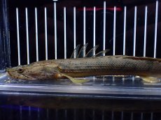 画像2: 【淡水魚】【通販】No1 ポリプテルス コンギクス(ビチャー) ワイルド【個体販売】(±21cm)(大型魚)(生体)(熱帯魚)NKO (2)