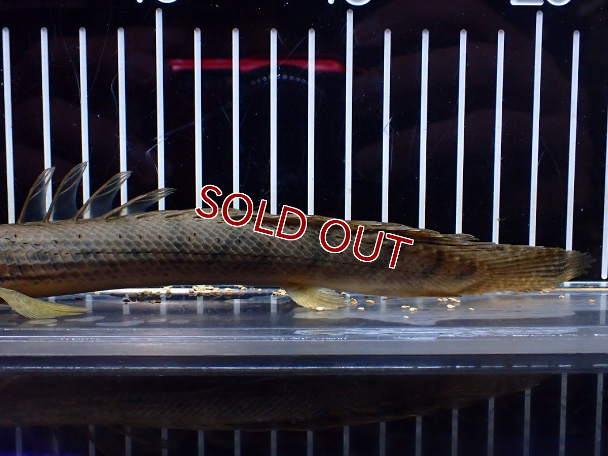 画像3: 【淡水魚】【通販】No1 ポリプテルス コンギクス(ビチャー) ワイルド【個体販売】(±21cm)(大型魚)(生体)(熱帯魚)NKO (3)