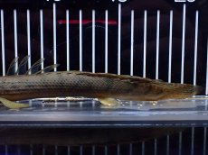 画像3: 【淡水魚】【通販】No1 ポリプテルス コンギクス(ビチャー) ワイルド【個体販売】(±21cm)(大型魚)(生体)(熱帯魚)NKO (3)