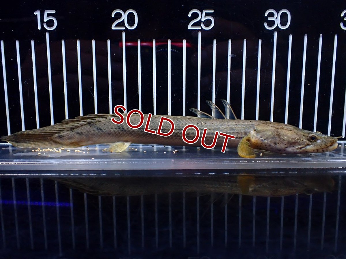 画像4: 【淡水魚】【通販】No1 ポリプテルス コンギクス(ビチャー) ワイルド【個体販売】(±21cm)(大型魚)(生体)(熱帯魚)NKO (4)