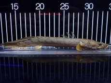 画像4: 【淡水魚】【通販】No1 ポリプテルス コンギクス(ビチャー) ワイルド【個体販売】(±21cm)(大型魚)(生体)(熱帯魚)NKO (4)