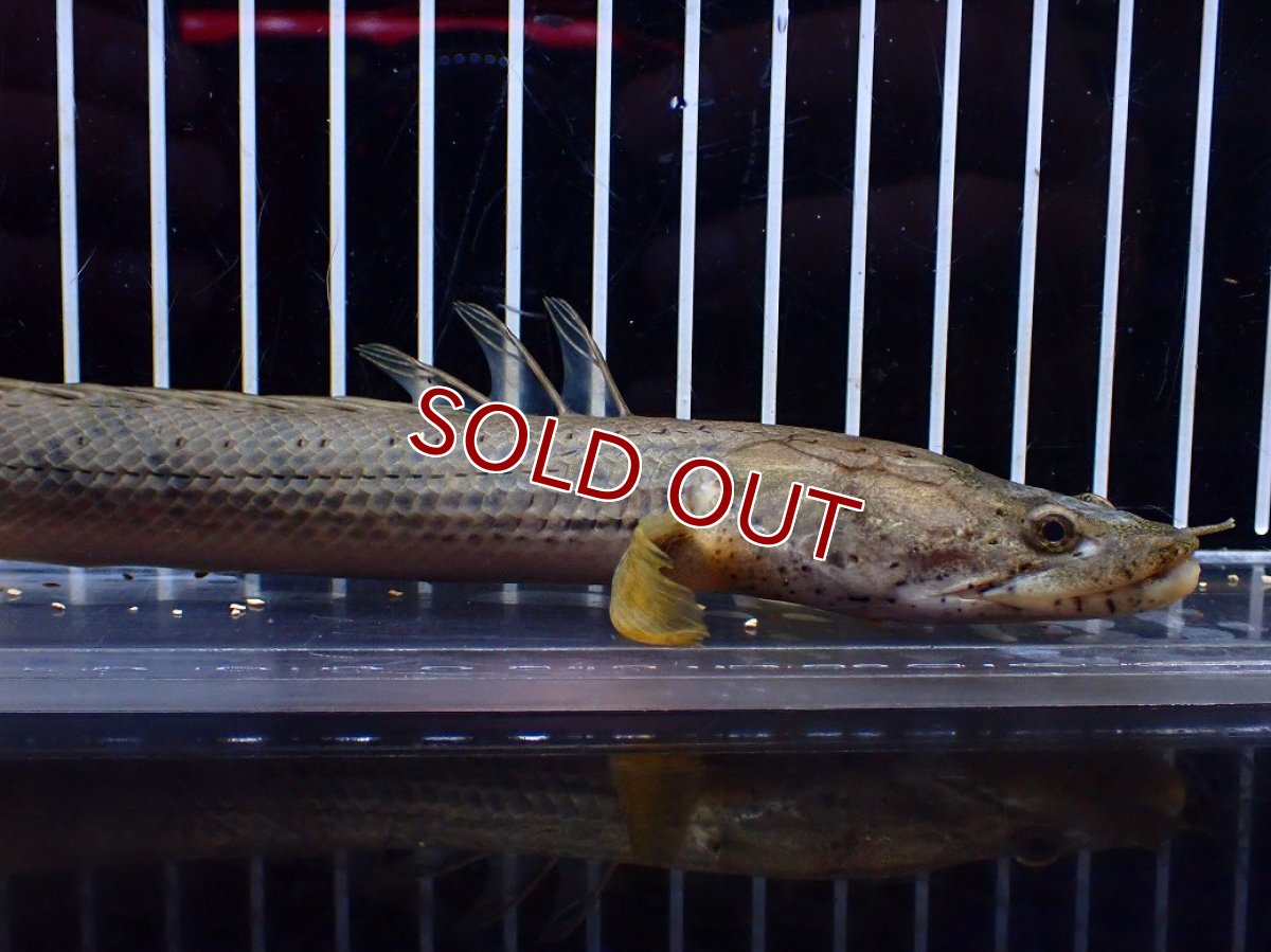 画像5: 【淡水魚】【通販】No1 ポリプテルス コンギクス(ビチャー) ワイルド【個体販売】(±21cm)(大型魚)(生体)(熱帯魚)NKO (5)