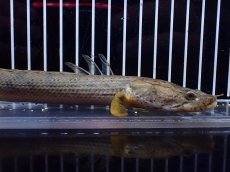 画像5: 【淡水魚】【通販】No1 ポリプテルス コンギクス(ビチャー) ワイルド【個体販売】(±21cm)(大型魚)(生体)(熱帯魚)NKO (5)