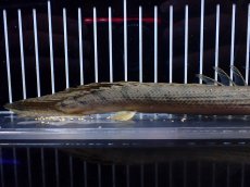 画像6: 【淡水魚】【通販】No1 ポリプテルス コンギクス(ビチャー) ワイルド【個体販売】(±21cm)(大型魚)(生体)(熱帯魚)NKO (6)