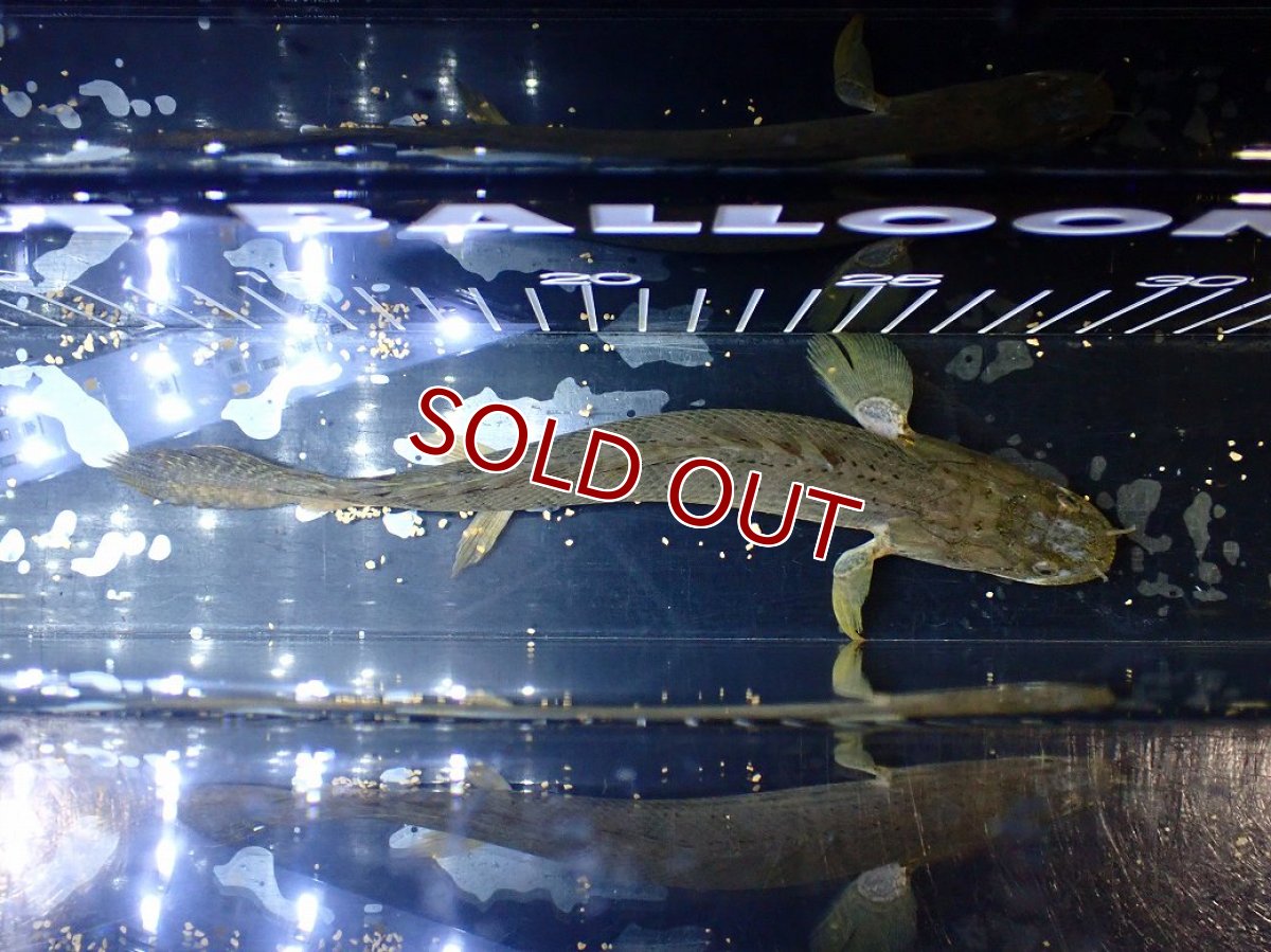 画像7: 【淡水魚】【通販】No1 ポリプテルス コンギクス(ビチャー) ワイルド【個体販売】(±21cm)(大型魚)(生体)(熱帯魚)NKO (7)