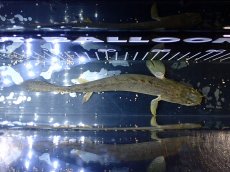 画像7: 【淡水魚】【通販】No1 ポリプテルス コンギクス(ビチャー) ワイルド【個体販売】(±21cm)(大型魚)(生体)(熱帯魚)NKO (7)