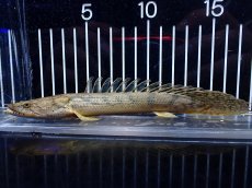 画像1: 【淡水魚】【通販】No2 ポリプテルス コンギクス(ビチャー) ワイルド【個体販売】(±20cm)(大型魚)(生体)(熱帯魚)NKO (1)