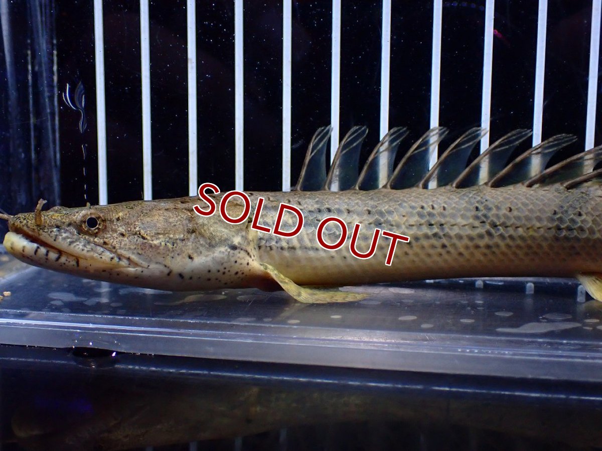 画像2: 【淡水魚】【通販】No2 ポリプテルス コンギクス(ビチャー) ワイルド【個体販売】(±20cm)(大型魚)(生体)(熱帯魚)NKO (2)