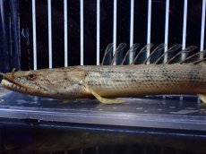 画像2: 【淡水魚】【通販】No2 ポリプテルス コンギクス(ビチャー) ワイルド【個体販売】(±20cm)(大型魚)(生体)(熱帯魚)NKO (2)