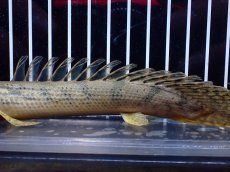 画像3: 【淡水魚】【通販】No2 ポリプテルス コンギクス(ビチャー) ワイルド【個体販売】(±20cm)(大型魚)(生体)(熱帯魚)NKO (3)