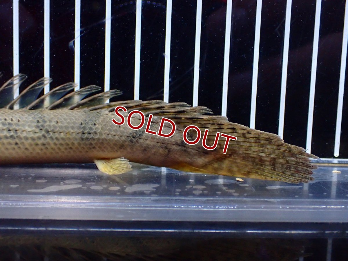 画像4: 【淡水魚】【通販】No2 ポリプテルス コンギクス(ビチャー) ワイルド【個体販売】(±20cm)(大型魚)(生体)(熱帯魚)NKO (4)