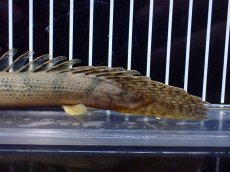 画像4: 【淡水魚】【通販】No2 ポリプテルス コンギクス(ビチャー) ワイルド【個体販売】(±20cm)(大型魚)(生体)(熱帯魚)NKO (4)