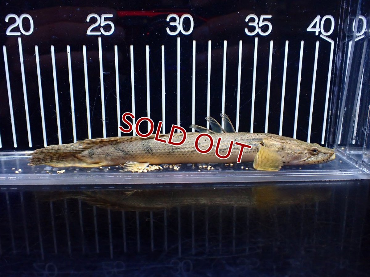 画像5: 【淡水魚】【通販】No2 ポリプテルス コンギクス(ビチャー) ワイルド【個体販売】(±20cm)(大型魚)(生体)(熱帯魚)NKO (5)