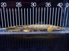 画像5: 【淡水魚】【通販】No2 ポリプテルス コンギクス(ビチャー) ワイルド【個体販売】(±20cm)(大型魚)(生体)(熱帯魚)NKO (5)