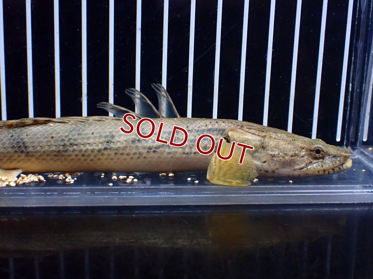 画像6: 【淡水魚】【通販】No2 ポリプテルス コンギクス(ビチャー) ワイルド【個体販売】(±20cm)(大型魚)(生体)(熱帯魚)NKO (6)