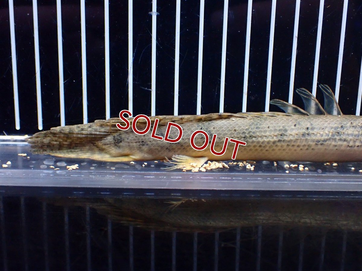 画像7: 【淡水魚】【通販】No2 ポリプテルス コンギクス(ビチャー) ワイルド【個体販売】(±20cm)(大型魚)(生体)(熱帯魚)NKO (7)