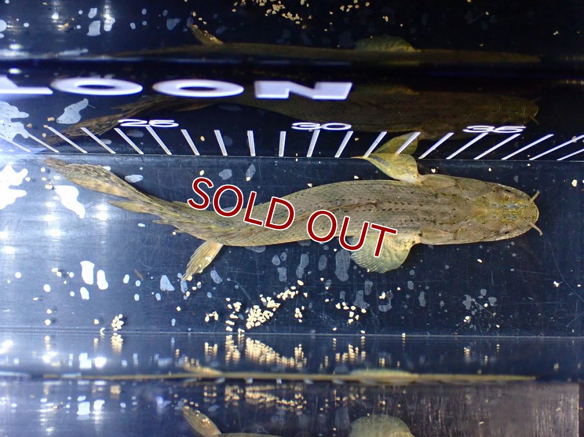 画像8: 【淡水魚】【通販】No2 ポリプテルス コンギクス(ビチャー) ワイルド【個体販売】(±20cm)(大型魚)(生体)(熱帯魚)NKO (8)