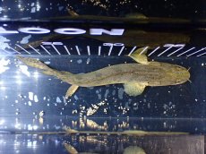 画像8: 【淡水魚】【通販】No2 ポリプテルス コンギクス(ビチャー) ワイルド【個体販売】(±20cm)(大型魚)(生体)(熱帯魚)NKO (8)
