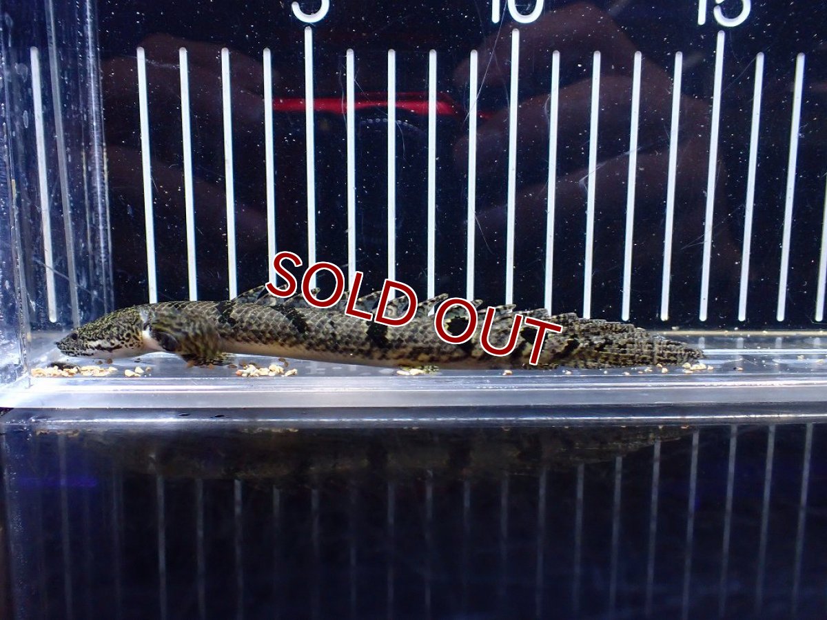 画像1: 【淡水魚】【通販】特価 ポリプテルス ロイヤルバンドデルヘジィ ワイルド【個体販売】(±13cm)(大型魚)(生体)(熱帯魚)NKO (1)