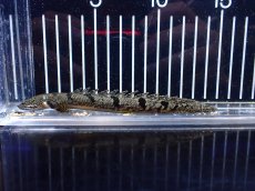 画像1: 【淡水魚】【通販】特価 ポリプテルス ロイヤルバンドデルヘジィ ワイルド【個体販売】(±13cm)(大型魚)(生体)(熱帯魚)NKO (1)