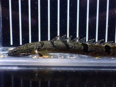 画像2: 【淡水魚】【通販】特価 ポリプテルス ロイヤルバンドデルヘジィ ワイルド【個体販売】(±13cm)(大型魚)(生体)(熱帯魚)NKO (2)