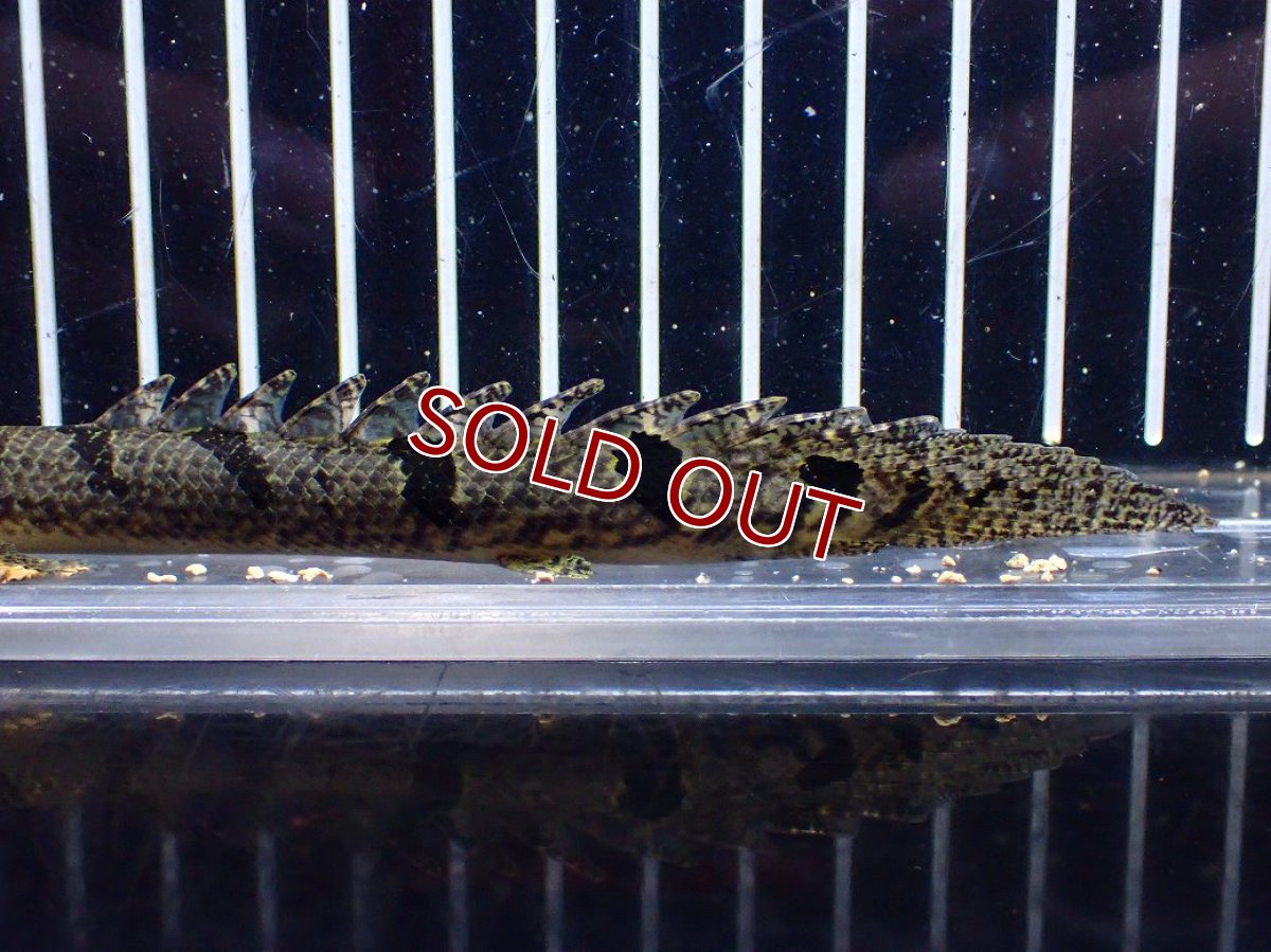 画像3: 【淡水魚】【通販】特価 ポリプテルス ロイヤルバンドデルヘジィ ワイルド【個体販売】(±13cm)(大型魚)(生体)(熱帯魚)NKO (3)