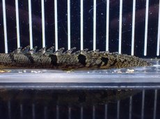 画像3: 【淡水魚】【通販】特価 ポリプテルス ロイヤルバンドデルヘジィ ワイルド【個体販売】(±13cm)(大型魚)(生体)(熱帯魚)NKO (3)