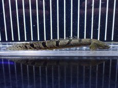 画像4: 【淡水魚】【通販】特価 ポリプテルス ロイヤルバンドデルヘジィ ワイルド【個体販売】(±13cm)(大型魚)(生体)(熱帯魚)NKO (4)