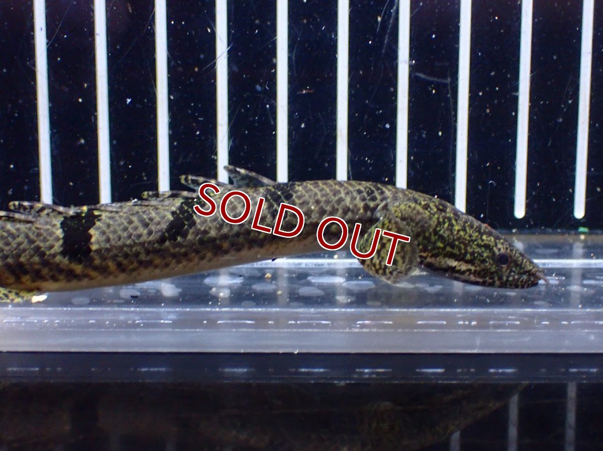 画像5: 【淡水魚】【通販】特価 ポリプテルス ロイヤルバンドデルヘジィ ワイルド【個体販売】(±13cm)(大型魚)(生体)(熱帯魚)NKO (5)