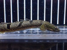 画像5: 【淡水魚】【通販】特価 ポリプテルス ロイヤルバンドデルヘジィ ワイルド【個体販売】(±13cm)(大型魚)(生体)(熱帯魚)NKO (5)