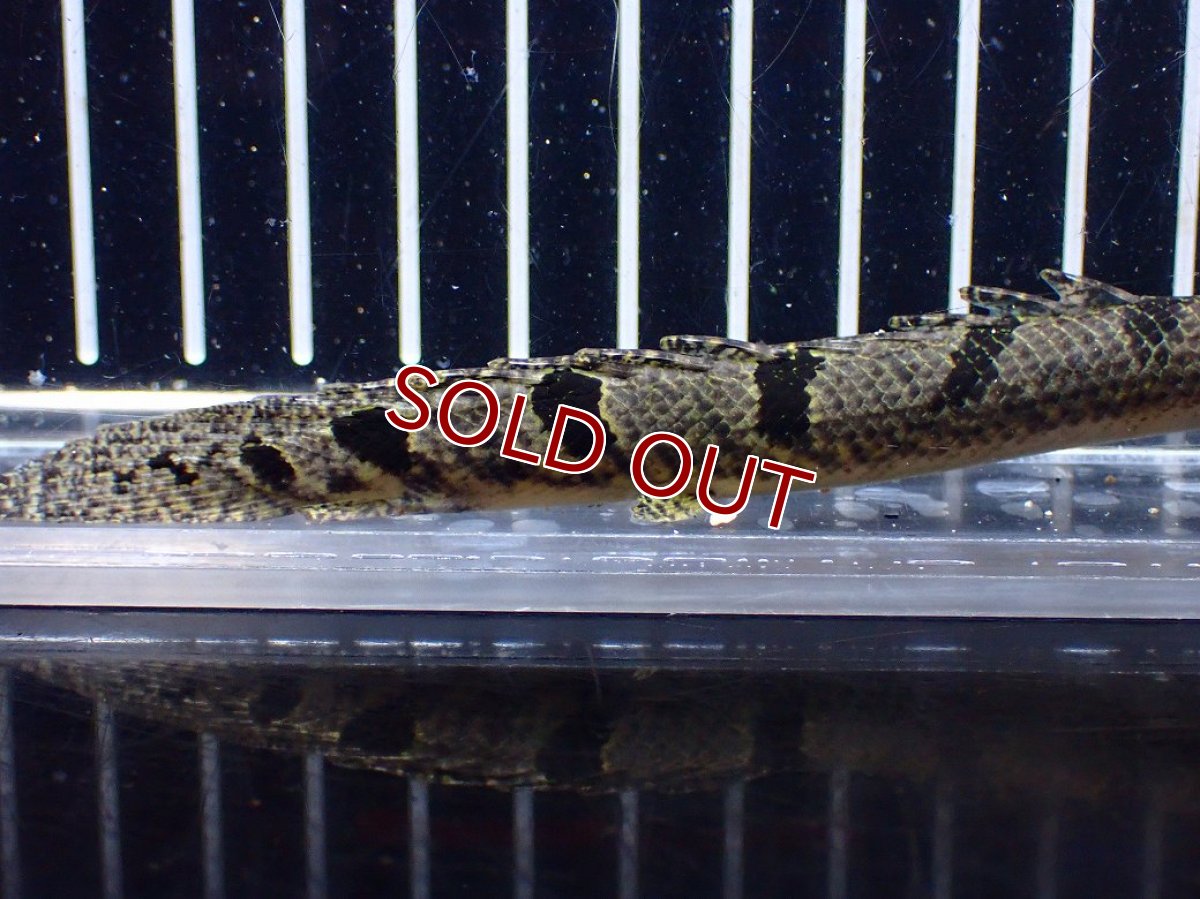 画像6: 【淡水魚】【通販】特価 ポリプテルス ロイヤルバンドデルヘジィ ワイルド【個体販売】(±13cm)(大型魚)(生体)(熱帯魚)NKO (6)