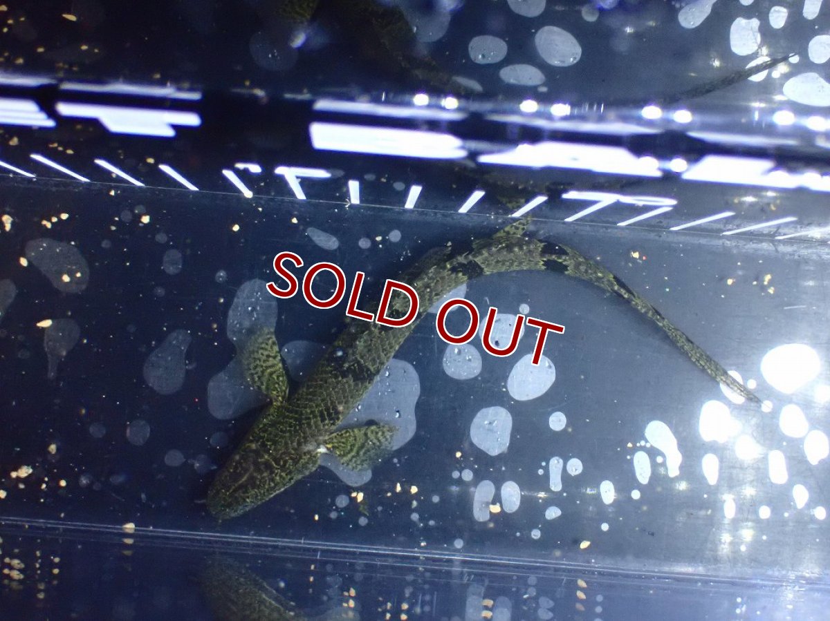 画像7: 【淡水魚】【通販】特価 ポリプテルス ロイヤルバンドデルヘジィ ワイルド【個体販売】(±13cm)(大型魚)(生体)(熱帯魚)NKO (7)