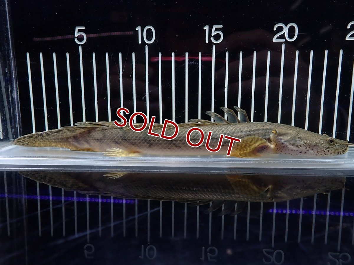 画像1: 【淡水魚】【通販】No1 ポリプテルス コンギクス(ビチャー) コンゴ産 ワイルド【個体販売】(±22cm)(大型魚)(生体)(熱帯魚)NKO (1)