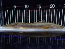 画像1: 【淡水魚】【通販】No1 ポリプテルス コンギクス(ビチャー) コンゴ産 ワイルド【個体販売】(±22cm)(大型魚)(生体)(熱帯魚)NKO (1)