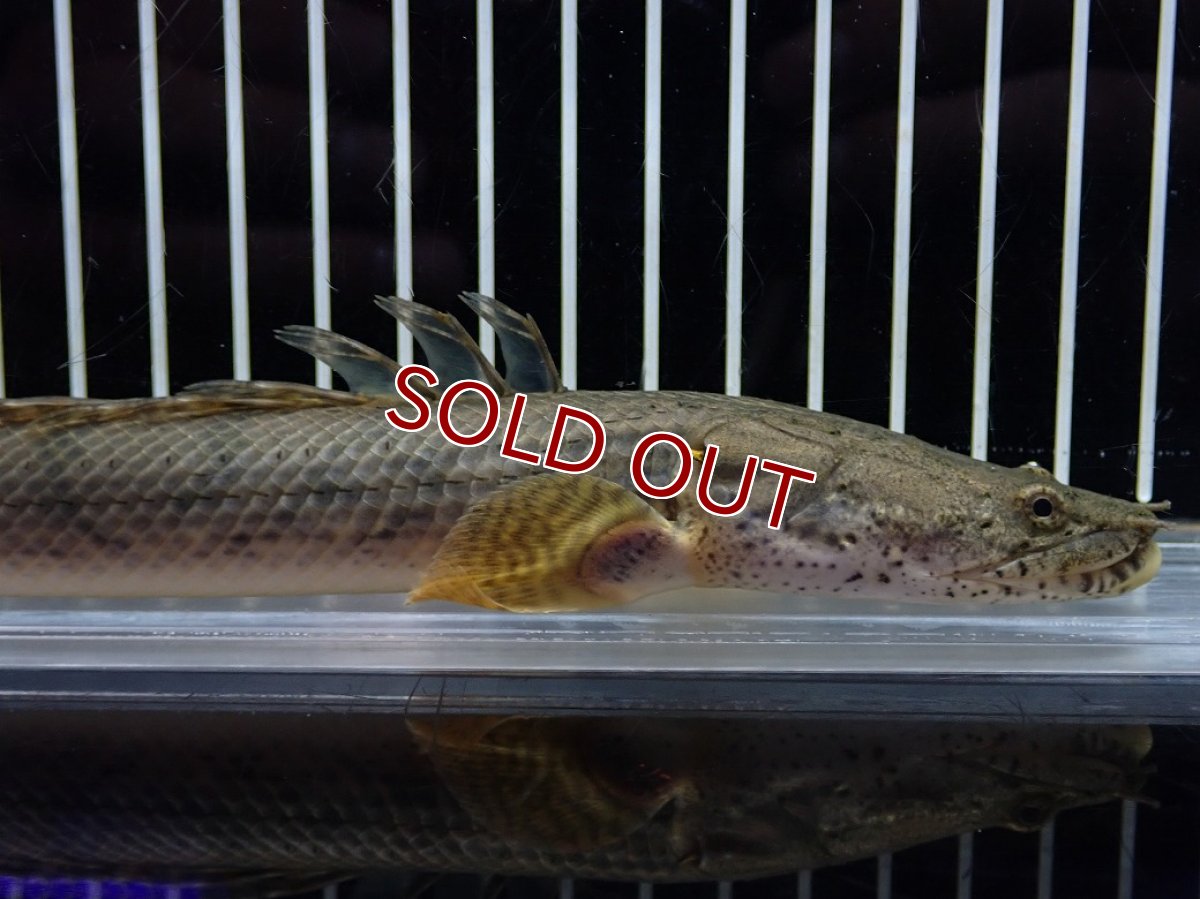 画像2: 【淡水魚】【通販】No1 ポリプテルス コンギクス(ビチャー) コンゴ産 ワイルド【個体販売】(±22cm)(大型魚)(生体)(熱帯魚)NKO (2)