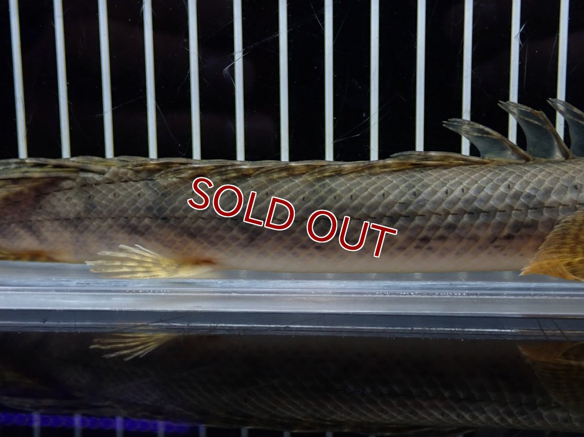 画像3: 【淡水魚】【通販】No1 ポリプテルス コンギクス(ビチャー) コンゴ産 ワイルド【個体販売】(±22cm)(大型魚)(生体)(熱帯魚)NKO (3)